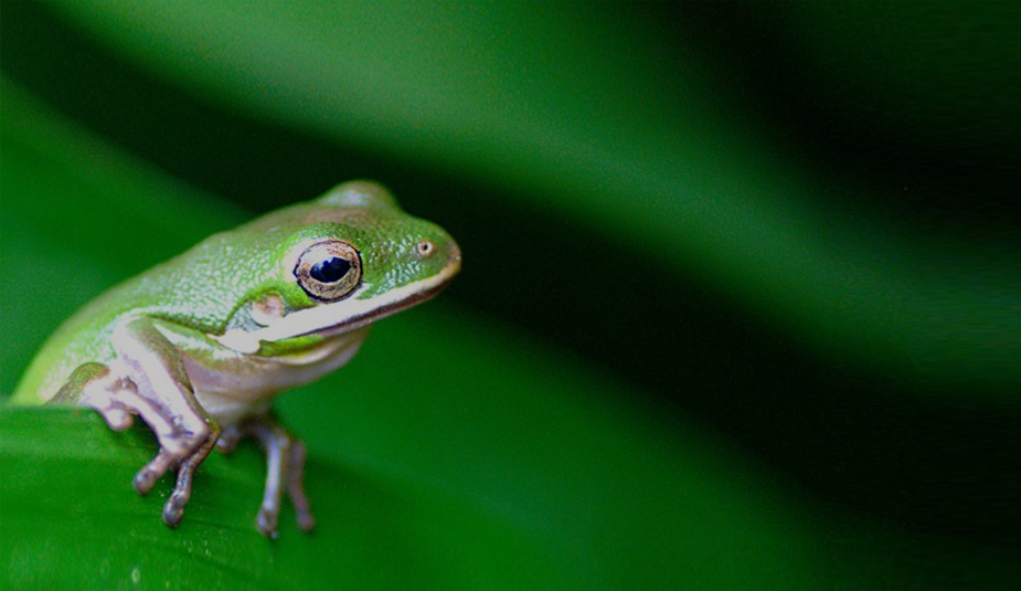How to kiss frogs and compare marketing agencies